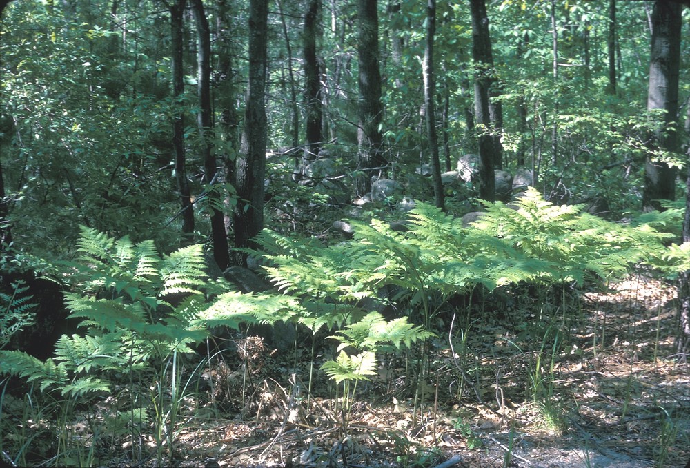 Pteridium latiusculum